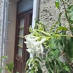Jasmimdobrasil * Manziana